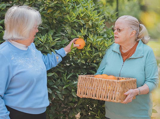 DSC_5339 Senior Plucking Oranges