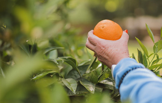somerford-place-promotion-04 Senior picking orange for promotioms